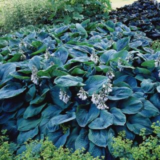 Bressingham Blue Hosta Thumbnail